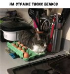 GKjJOqboSSQ.jpg