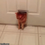 260x260.gif