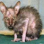 r_1226366283_uglycat.jpg