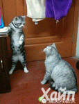 catism.gif