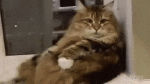 ac4273ed269c81a02dc5214c0ccce5cb_22018_1545663810.gif