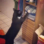 gplus947067512.gif