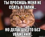 krestnyy-kot_111516601_orig_.jpg